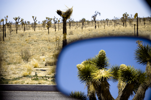 mojave-desert-13.jpg