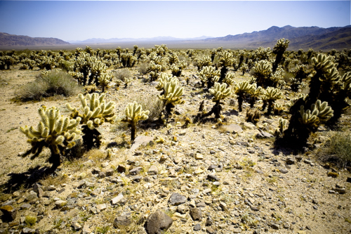 mojave-desert-17.jpg