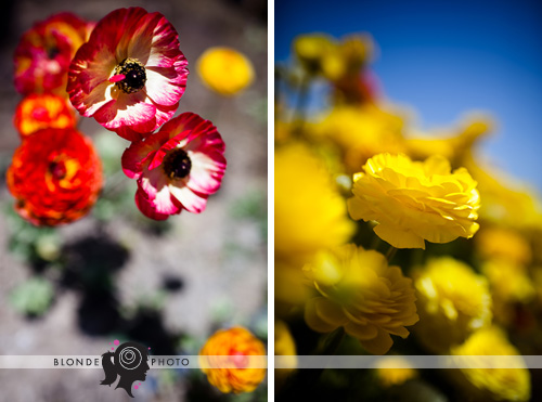 blondephoto-7418a blondephoto-7418a