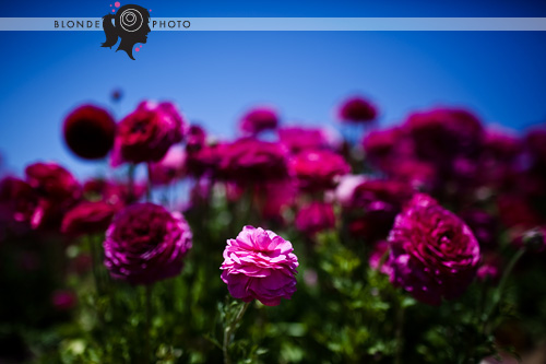 blondephoto-7470 blondephoto-7470