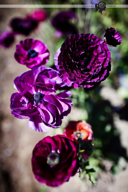 blondephoto-7479 blondephoto-7479