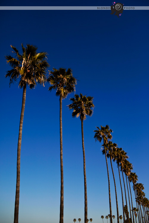 blonde photo palms blonde photo palms