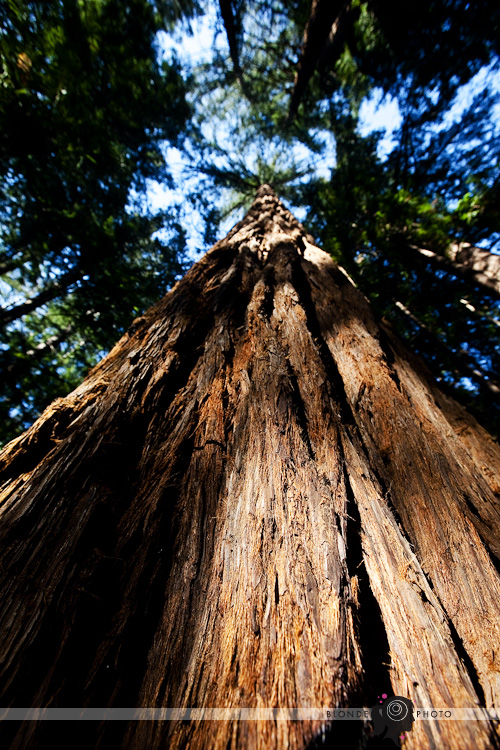 BLONDEPHOTO-REDWOOD-001-5340 BLONDEPHOTO-REDWOOD-001-5340